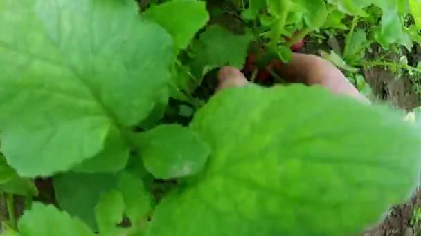 Woman Picking radishes — Stock Video