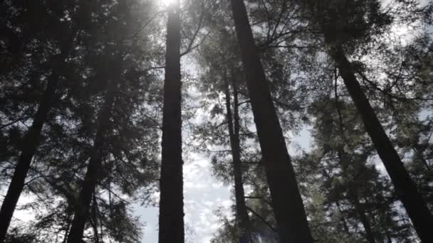 Luz del sol brillando a través de árboles altos — Vídeos de Stock