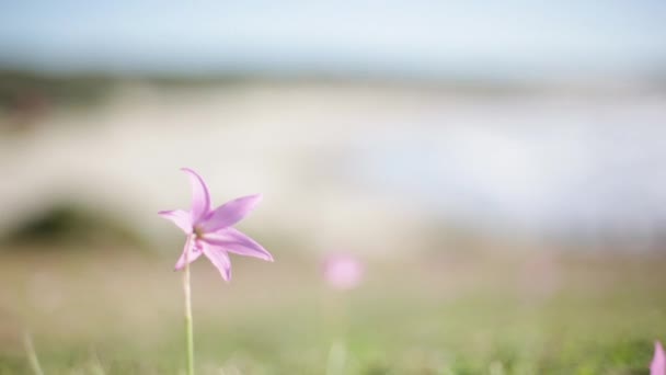 Blommor växer nära lugn strand — Stockvideo