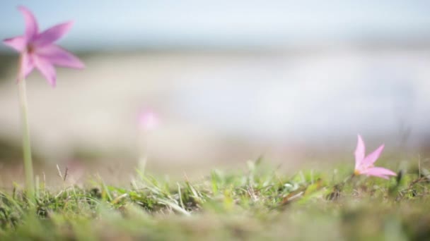 Blommor växer på sluttning — Stockvideo