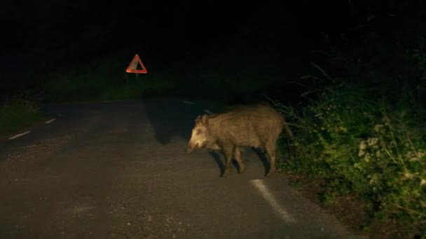 Cinghiale che attraversa la strada — Video Stock