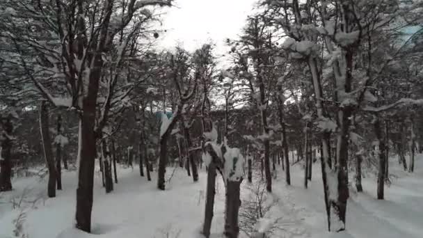 Durch winterliche Bäume fliegen — Stockvideo