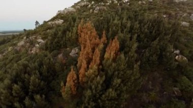  yaprak dökmeyen ağaçlar tepe üzerinde büyüyen