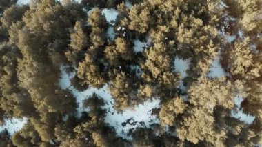 Herdem yeşil orman üzerinde uçan kuş bakışı manzaralar 