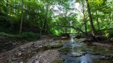 İzleme atış Stream ormanda