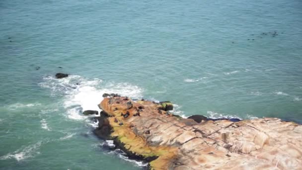 アザラシが日光浴して岩の上 — ストック動画