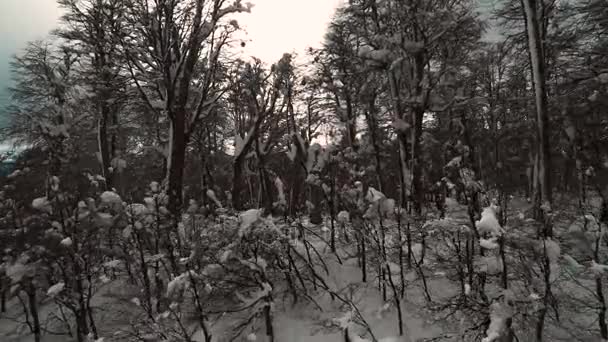 Árboles desnudos cubiertos de nieve — Vídeo de stock