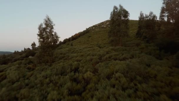 Lushly 숲된 언덕 — 비디오