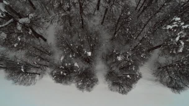 Volare su alberi spogli in inverno — Video Stock