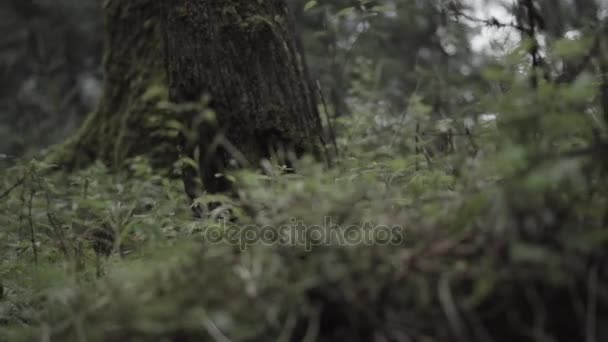 Bomen en planten in het bos — Stockvideo