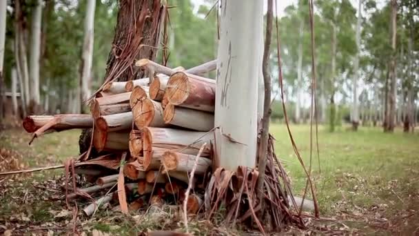Bois de chauffage empilé à côté du tronc d'arbre 