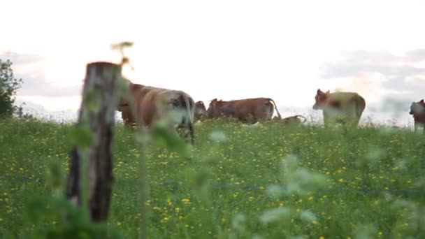 母牛在牧场放牧 — 图库视频影像