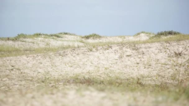 Gras groeien op de duinen — Stockvideo