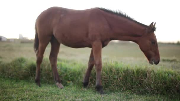 Pastoreo de caballos en pastos — Vídeo de stock