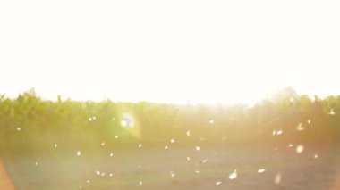 Kabarık tohum altın güneş ışığı altında yüzen