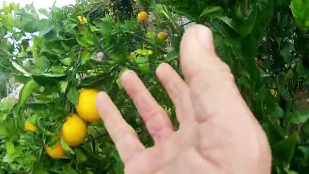 Mujer recogiendo naranjas — Vídeo de stock