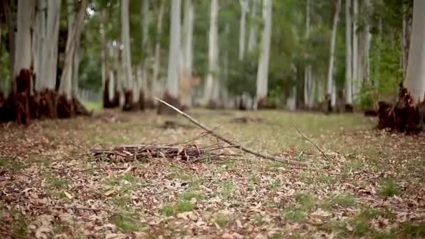 Plancher forestier gros plan 