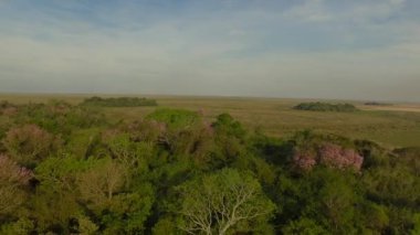  Ibera sulak, Corrientes Eyaleti, Arjantin