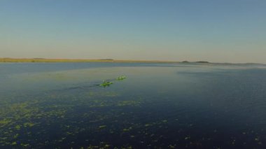 Ibera sulak, Corrientes Eyaleti, Arjantin