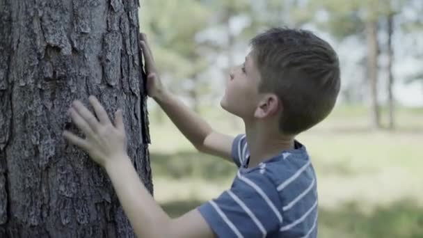 Niño tocando corteza de árbol — Vídeos de Stock