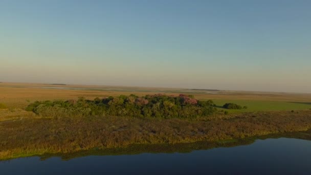 Ibera mokradeł, prowincji Corrientes, Argentyna — Wideo stockowe