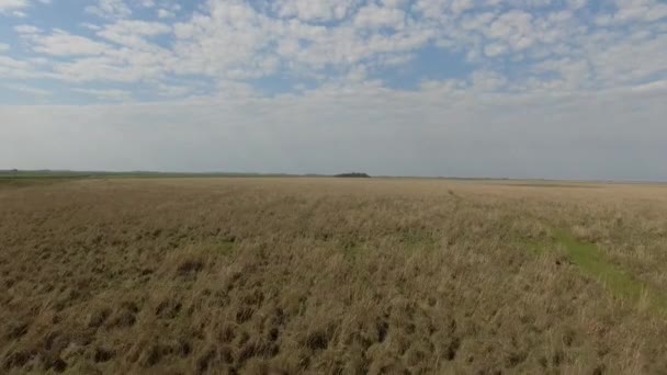 Ibera våtmarker, Corrientes provinsen, Argentina — Stockvideo