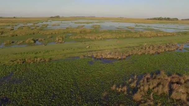 Ibera feuchtgebiete, provinz corrientes, argentinien — Stockvideo
