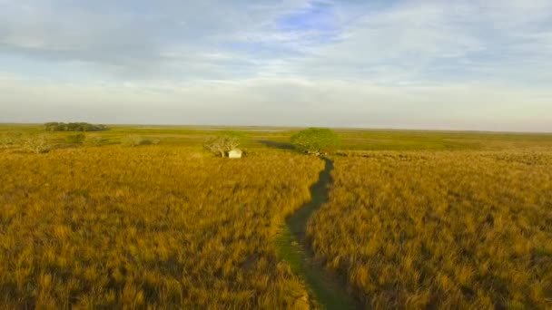 Ibera mokradeł, prowincji Corrientes, Argentyna — Wideo stockowe