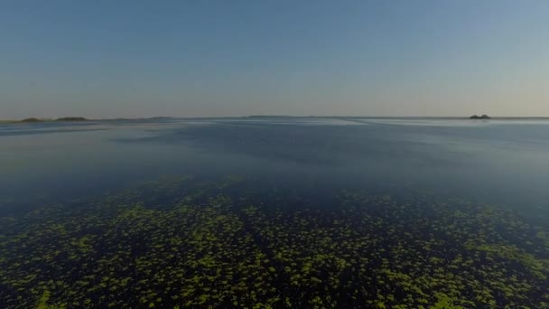 Ibera sulak, Corrientes Eyaleti, Arjantin — Stok video