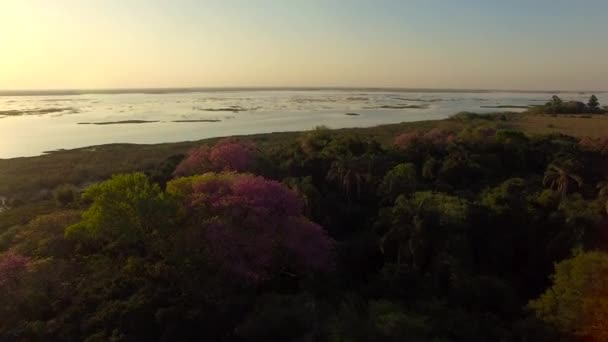 Ibera sulak, Corrientes Eyaleti, Arjantin — Stok video