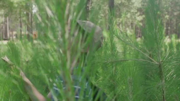 Αγόρι ψάχνει με δέος ενώ πεζοπορία στο δάσος — Αρχείο Βίντεο