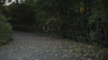 Islak yolda sonbahar yaprakları