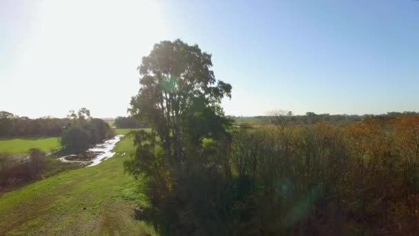 Árbol alto que se eleva sobre el campo abierto — Vídeo de stock