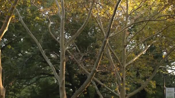 Fák nőnek park — Stock videók