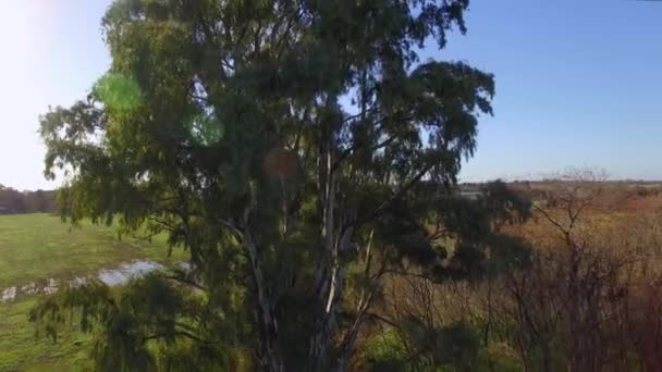 Baum ragt über die umliegende Landschaft — Stockvideo