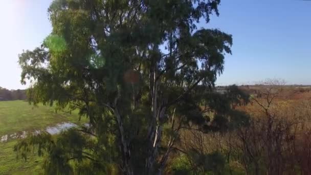 Boom torent boven het omringende platteland — Stockvideo