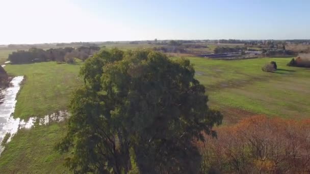 Árbol alto y frondoso sobre tierras de cultivo — Vídeos de Stock