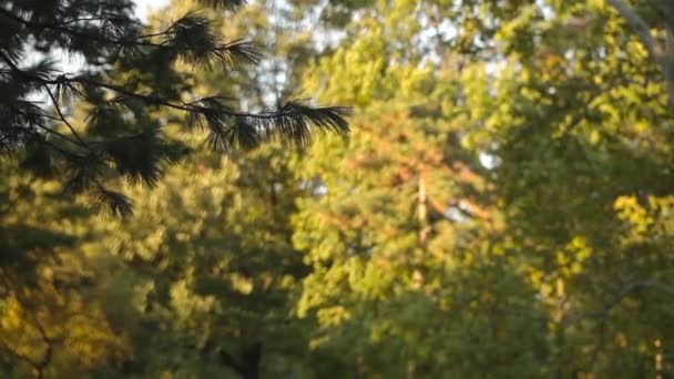 Листя дерева, повна рамка — стокове відео