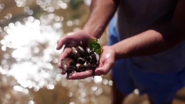 ムール貝の新鮮な収穫のほんの一握りを持っている人 — ストック動画