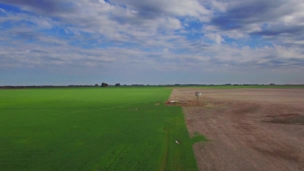 Пышное зеленое поле — стоковое видео