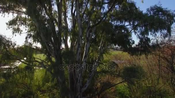 Weelderig loof van brede boom — Stockvideo