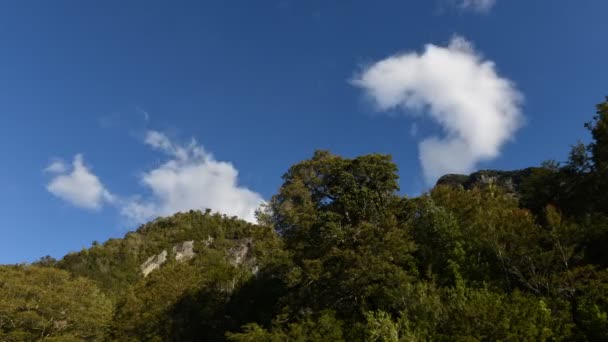 Wolken in de blauwe hemel boven de boomtoppen — Stockvideo