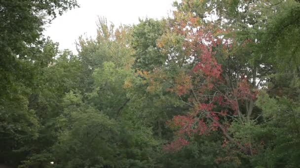 Herfstbladeren enkel begint te kleuren wijzigen — Stockvideo