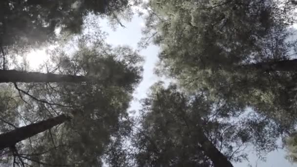 Girando debajo de árboles altos — Vídeo de stock