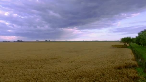 Pšeničné pole pod zamračenou oblohou — Stock video