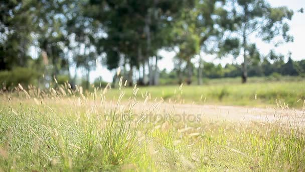 Grass growing alongside road — Stock Video