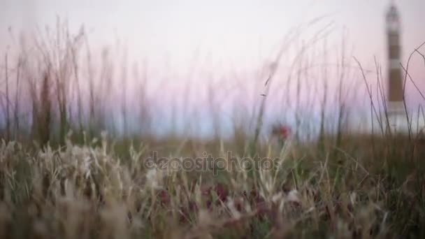 Breeze blowing through grass — Stock Video