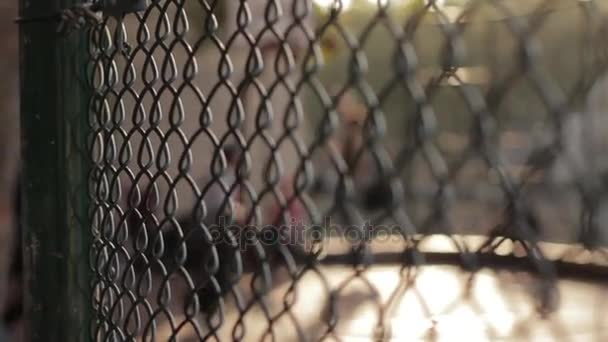 Jugar al baloncesto al aire libre — Vídeos de Stock