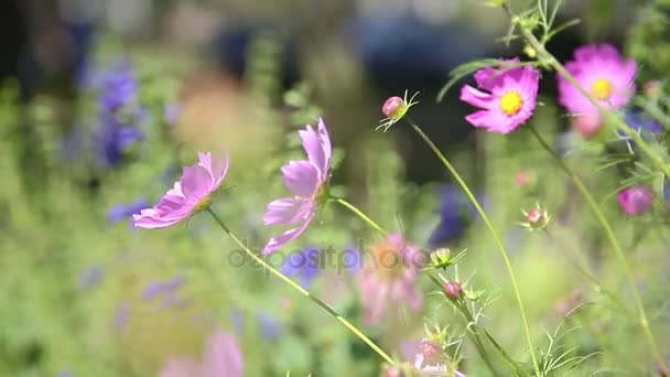 Kosmos květiny kymácí ve větru — Stock video