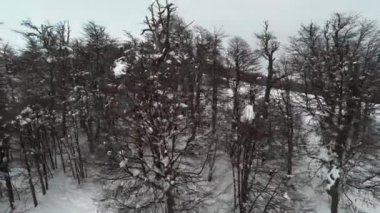 Çıplak ağaçlar üzerinde uçan  